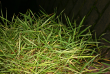 Agrostis stolonifera 'Green Twist' RCP11-07 076.jpg